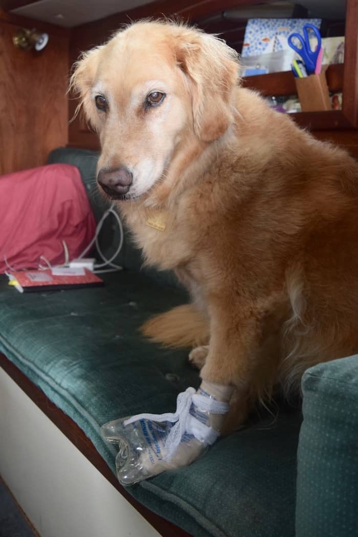 Honey the golden retriever looking dejected with the plastic bag covering the bandage on her paw.