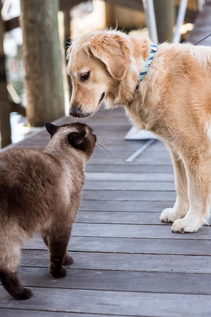 Golden retriever greeting a cat on a dock.