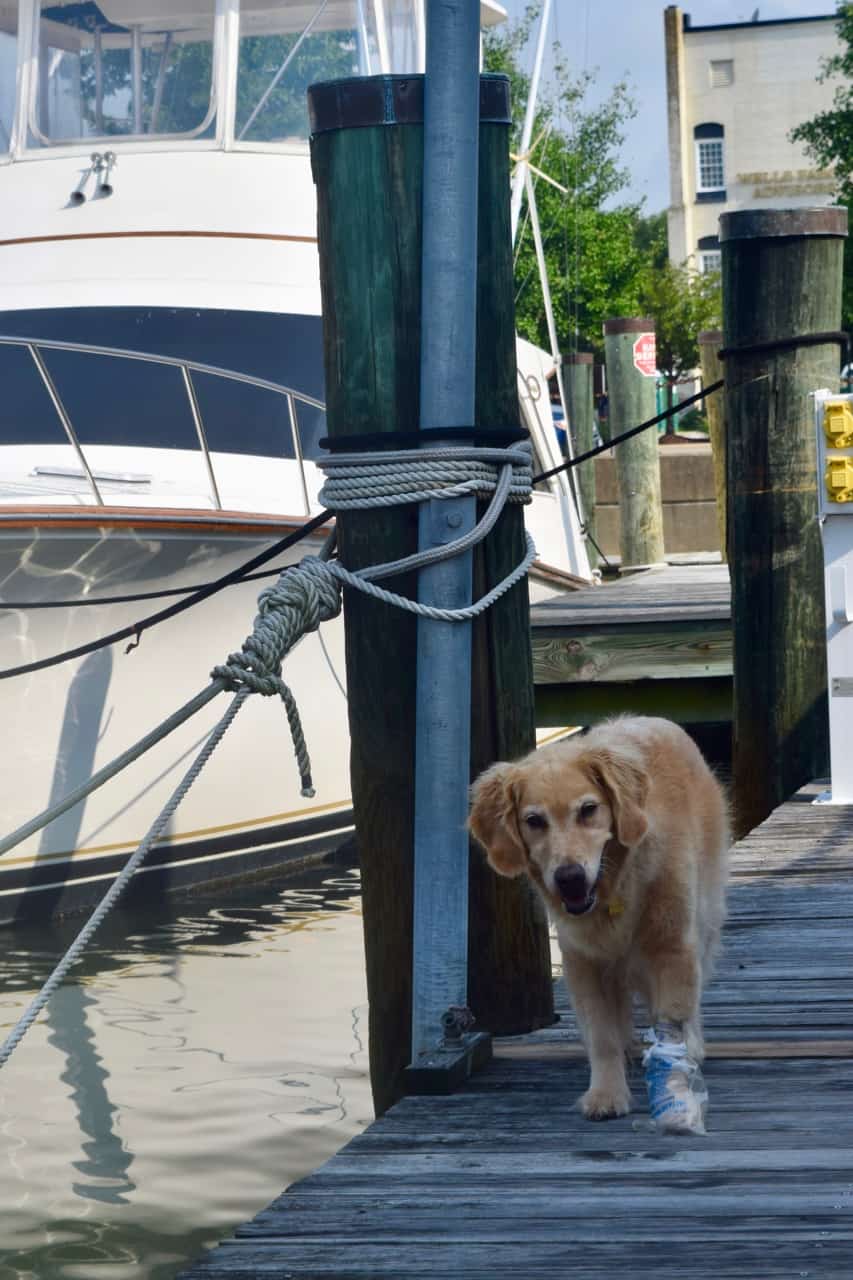 Honey the golden retriever walks the dock with a plastic bag on her bandaged paw.