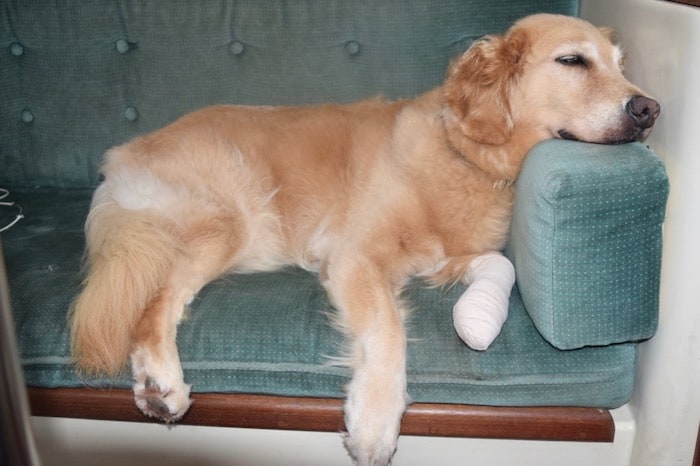 Honey the golden retriever laying on the sofa with a bandaged paw.