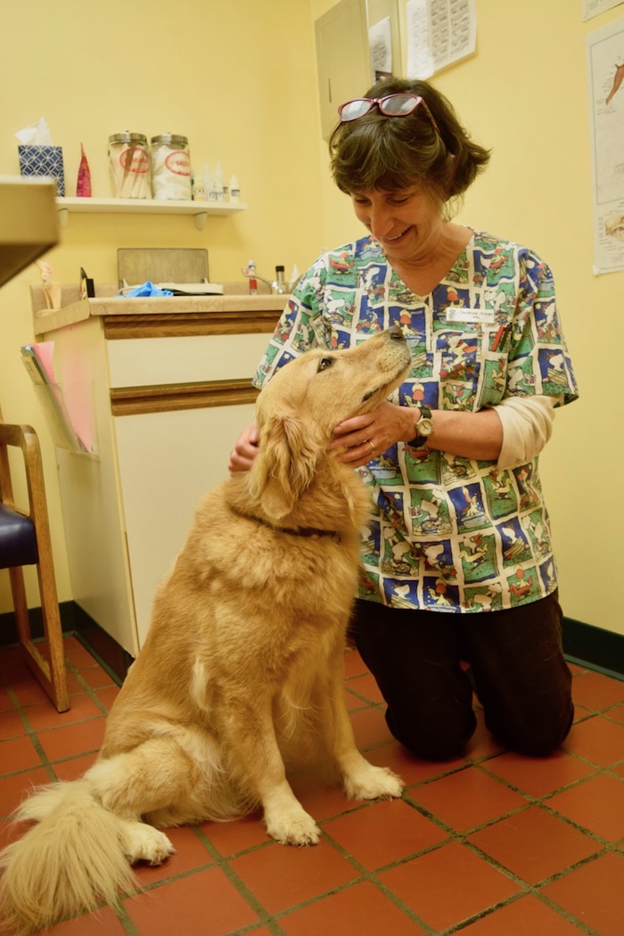 Golden retriever Honey looks lovingly at her veterinarian, Dr. Armao.