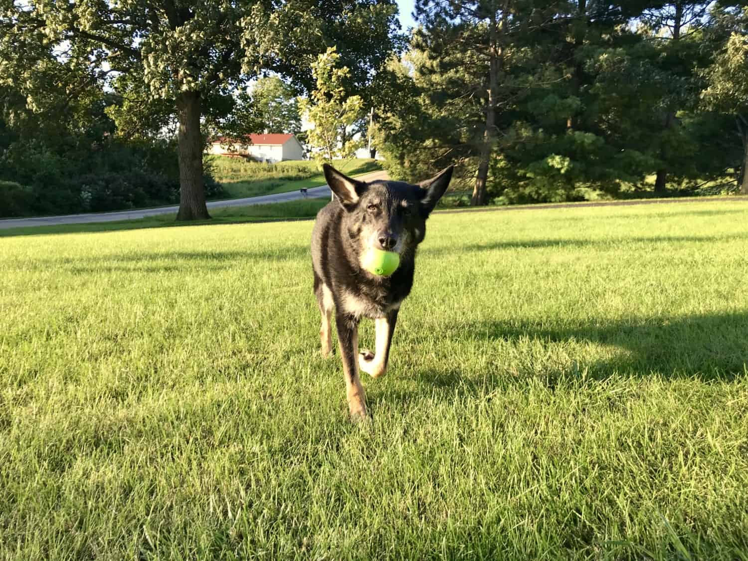 Buster from GoPetFriendly.com