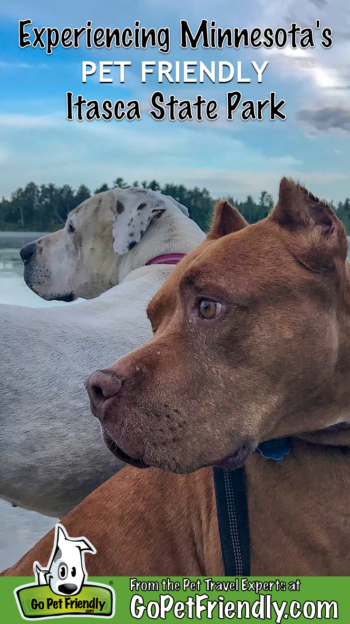 Two dogs overlooking Lake Itasca in pet friendly Itasca State Park in Minnesota