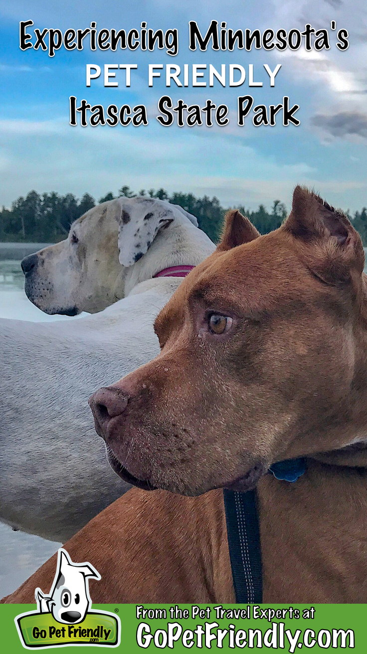 Two dogs overlooking Lake Itasca in pet friendly Itasca State Park in Minnesota