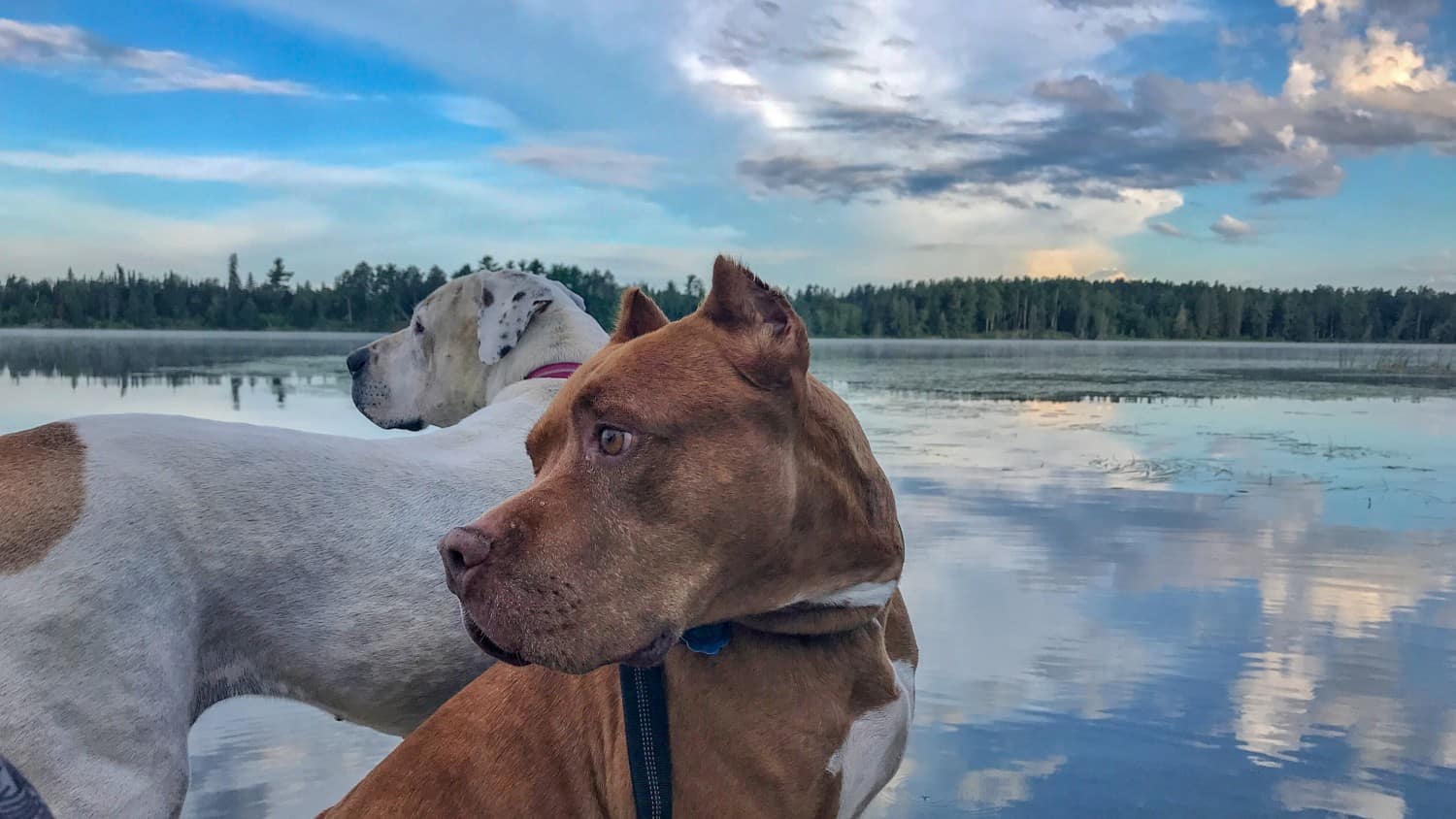 Two dogs admiring the view at pet friendly Itasca State Park in Minnesota