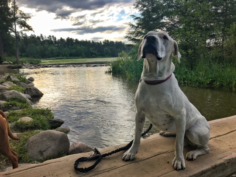 Itasca State Park verkennen met uw hond