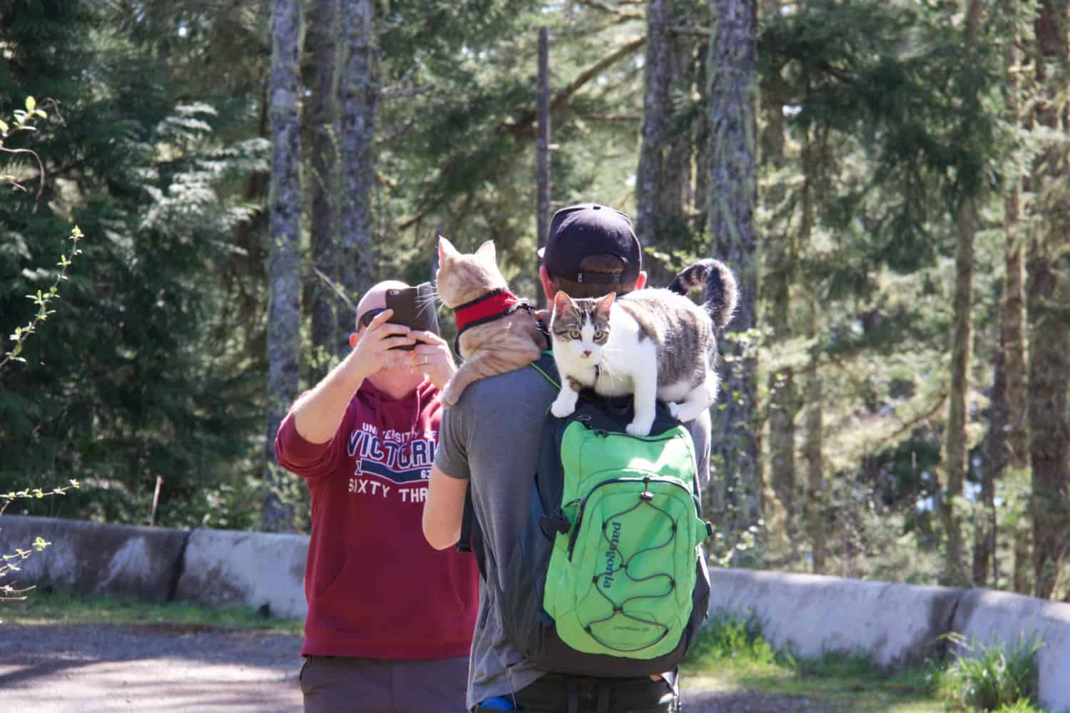 Hiking with Cats