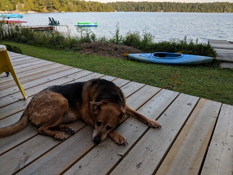 Dog Fun in Ontario's Thousand Islands Region | GoPetFriendly.com