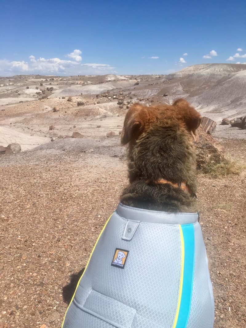 Swamp Cooler™ Cooling Dog Vest