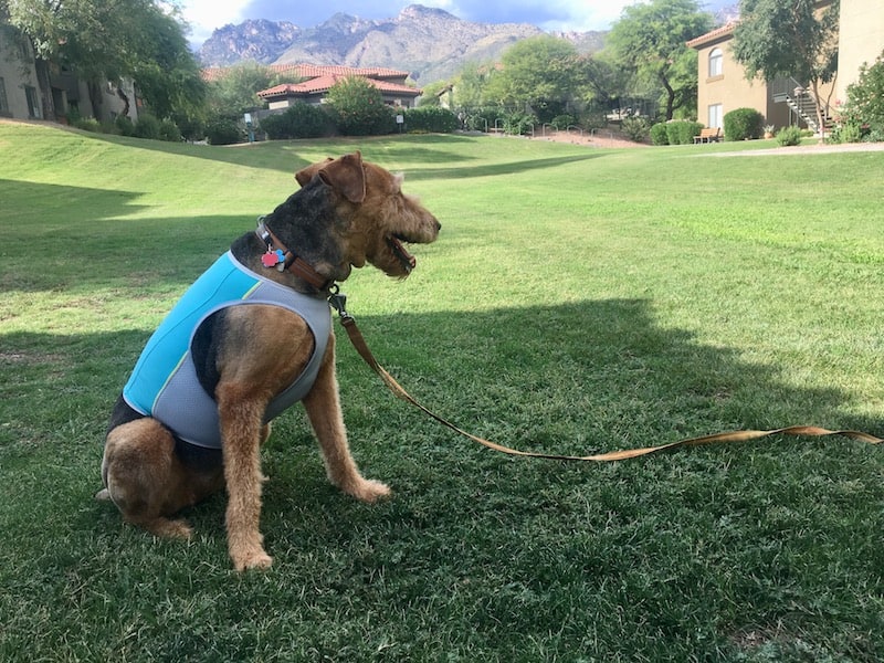 Ruffwear Cooling Vest