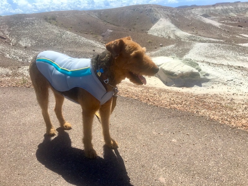 Choosing the Right Cooling Vest for Your Dog | GoPetFriendly.com