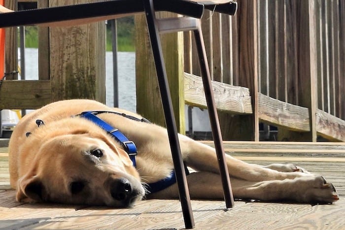 Sergeant resting on the dock.