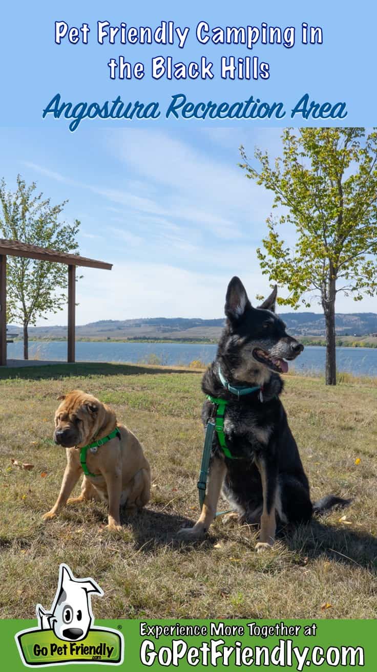 Shar-pei and German Shepherd Dog at a pet friendly campground in the Black Hills of South Dakota