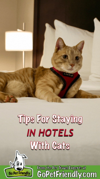 Fish the orange cat in a harness lays on a bed in a hotel room