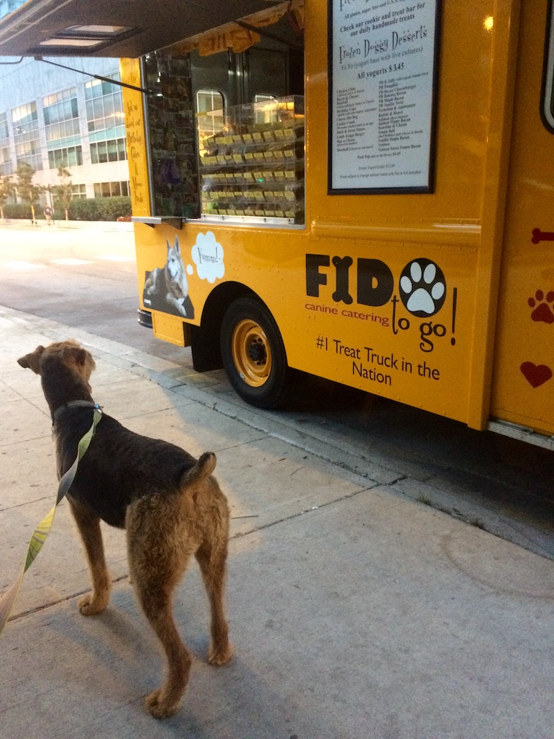 Bailey the Airedale Terrier from GoPetFriendly.com in Lincoln Park with the Chicago skyline in the background