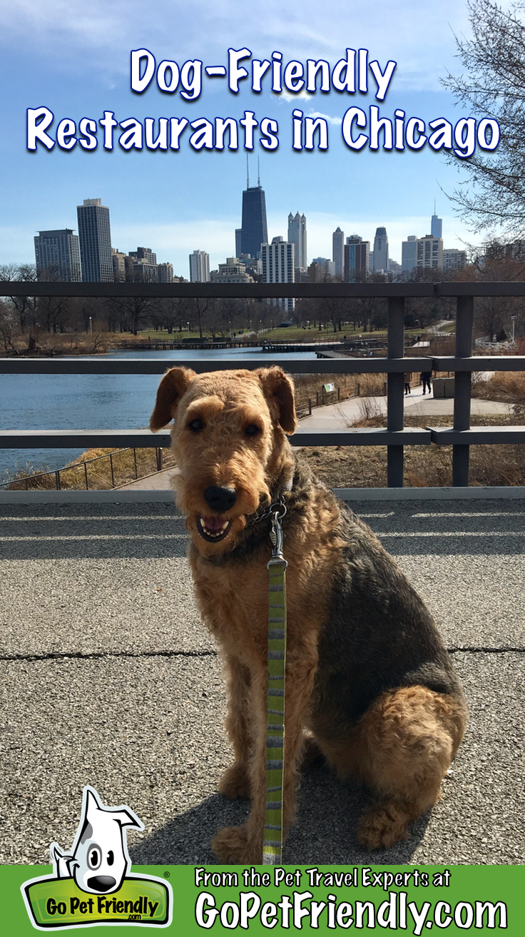 Bailey the Airedale Terrier with the Chicago skyline in the background