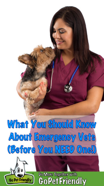 Emergency veterinarian holding a small brown dog