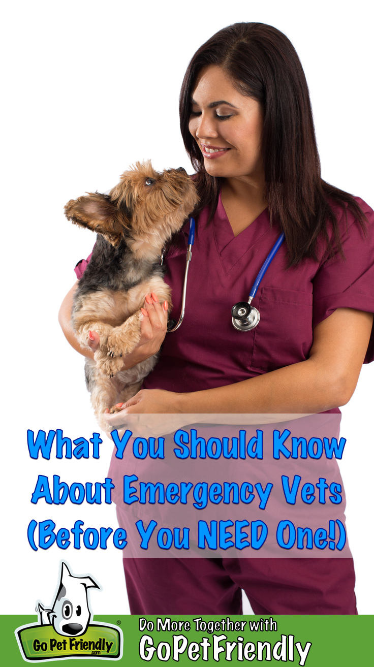 Emergency veterinarian holding a small brown dog