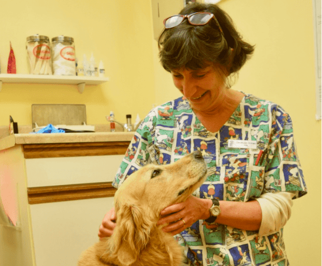 Golden retriever Honey looks lovingly at her veterinarian, Dr. Armao.