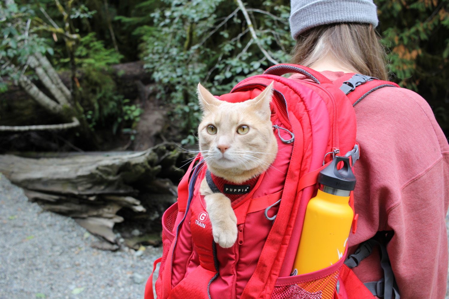 Fish the cat with his head poking out of a backpack