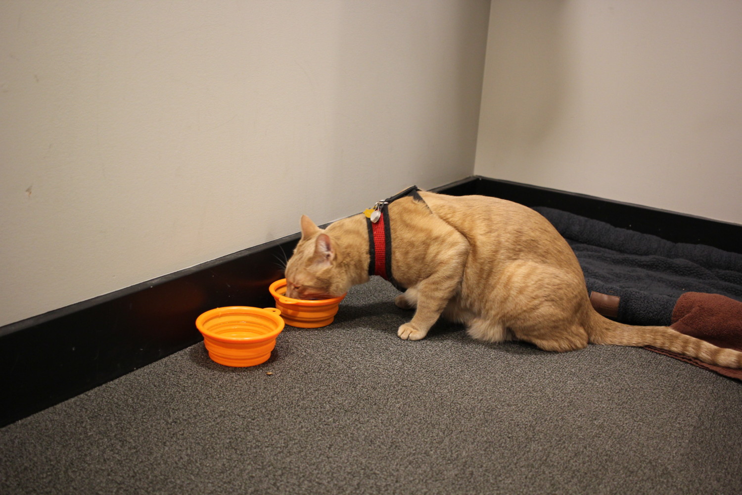 Fish the cat getting a drink from a collapsible bowl in a hotel room