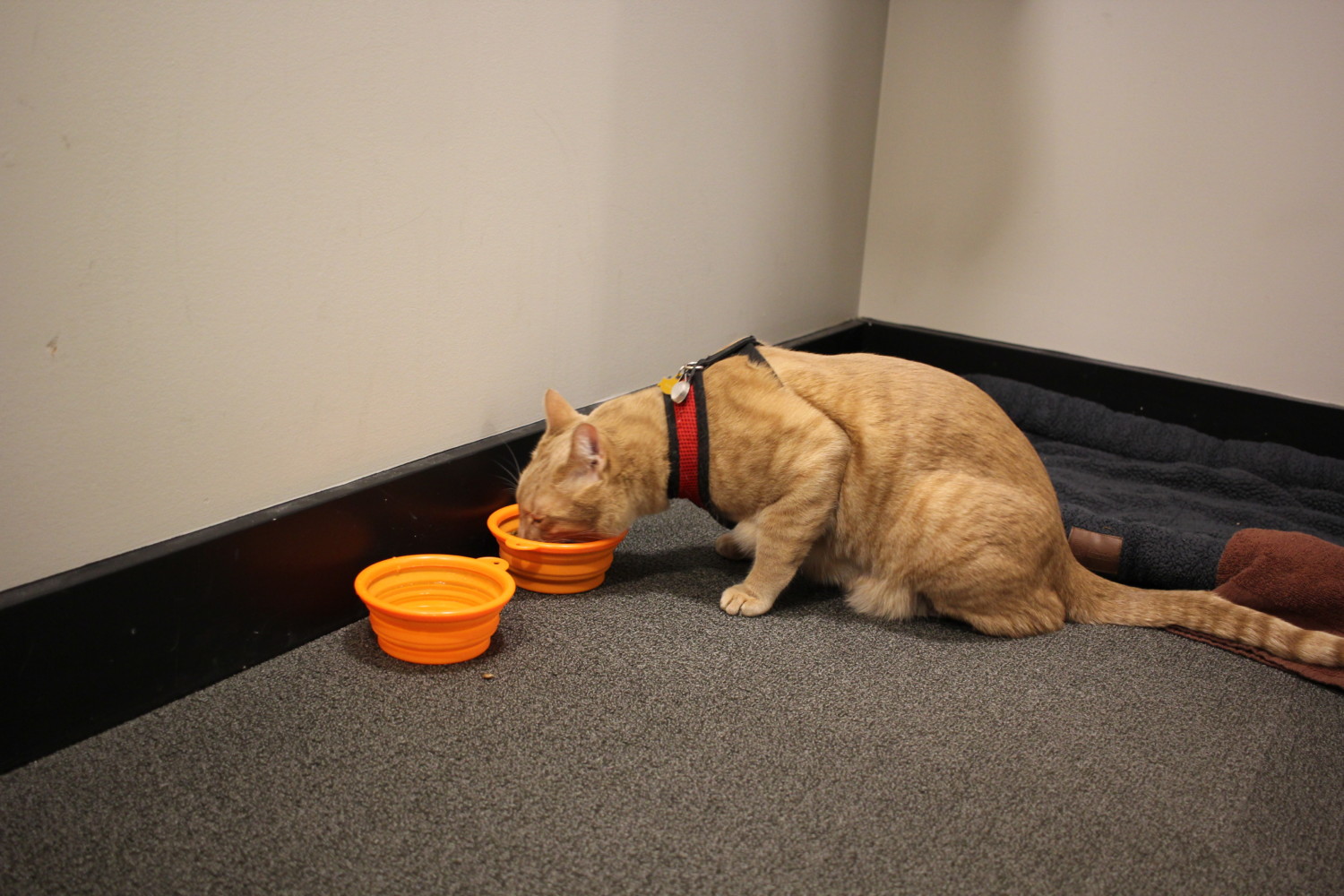 Fish the cat getting a drink from a collapsible bowl in a cat friendly hotel room