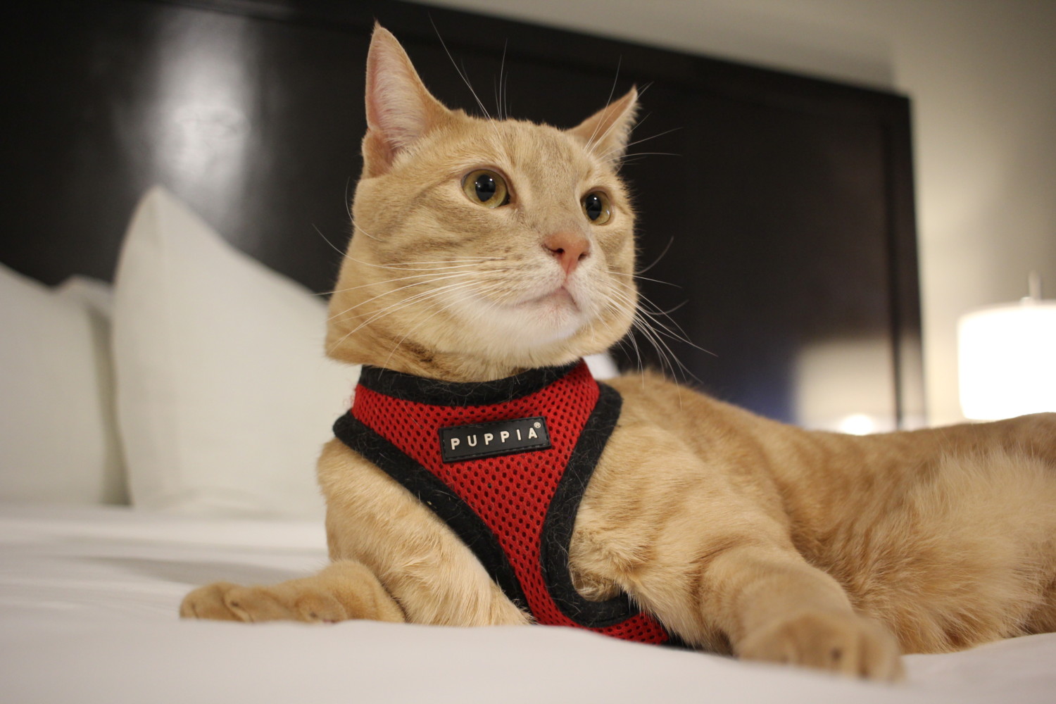 Fish the orange cat in a harness lays on a bed in a hotel room
