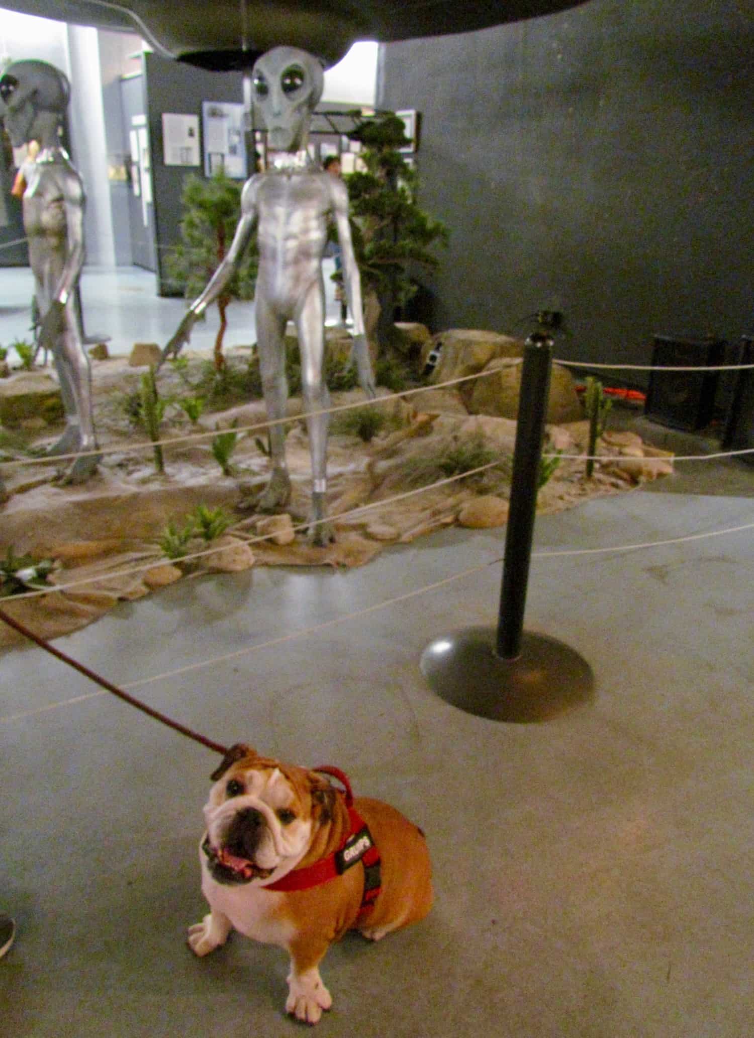 Toby the Bulldog at the International UFO Museum in Roswell, New Mexico