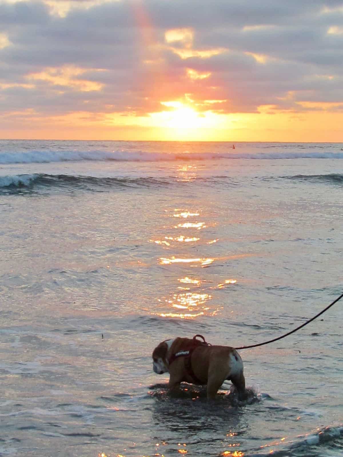 Toby the Bulldog on the beach as sunset at Cardiff State Beach in Cardiff-by-the-Sea, CA