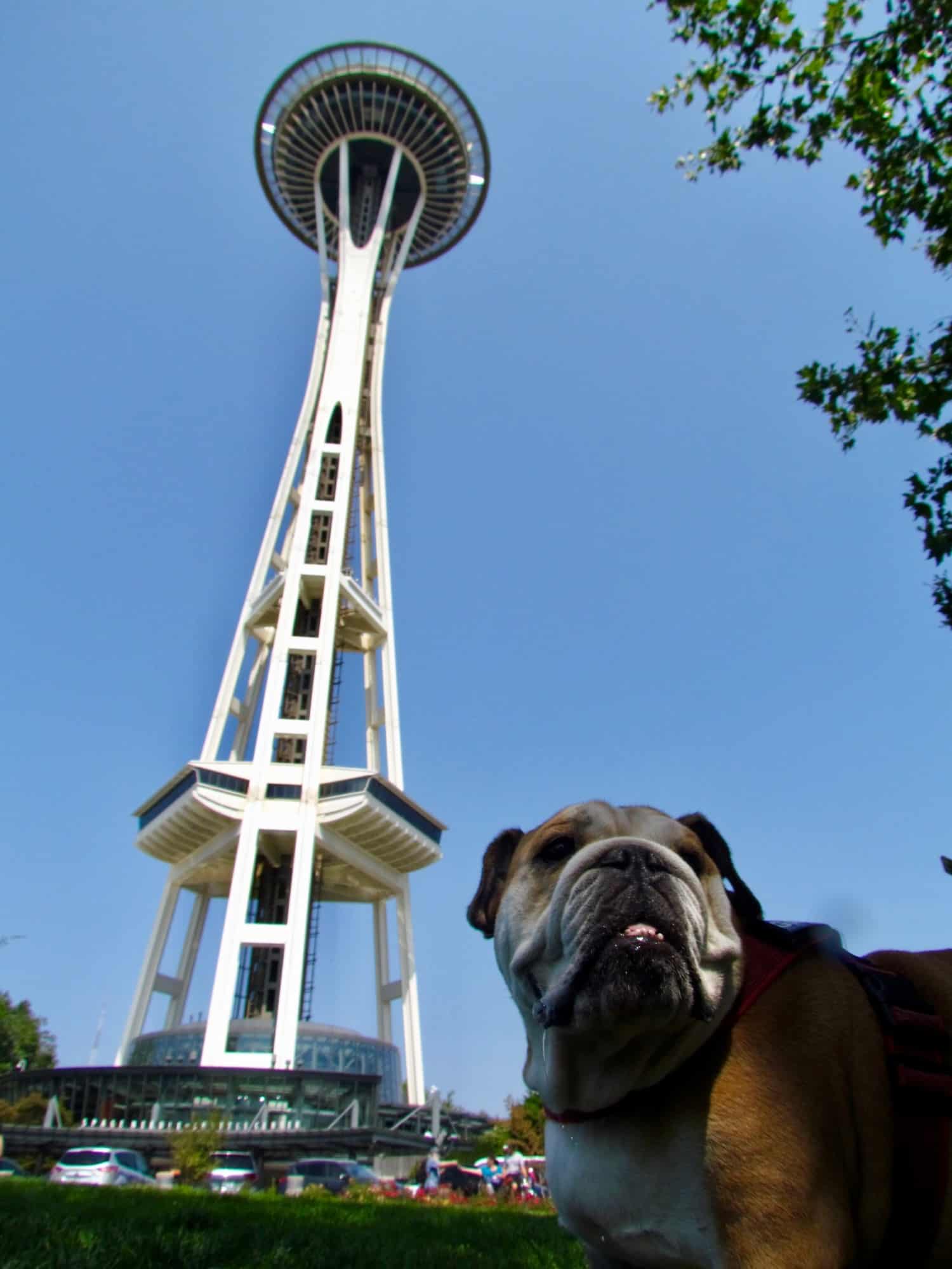 Toby the Bulldog at the Space Needle in Seattle, WA