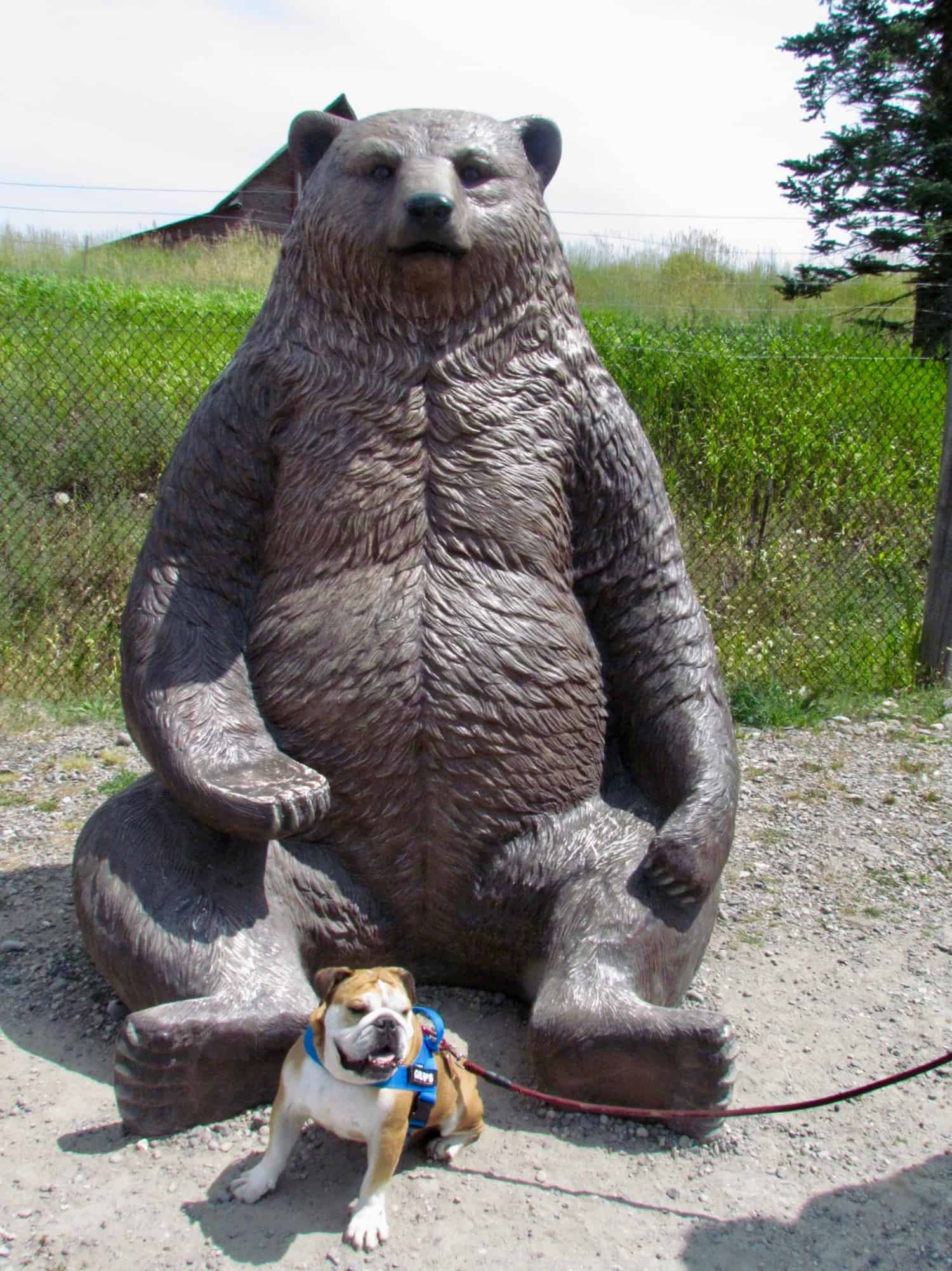 Toby the Bulldog at Grizzy Encounter in Bozeman, MT