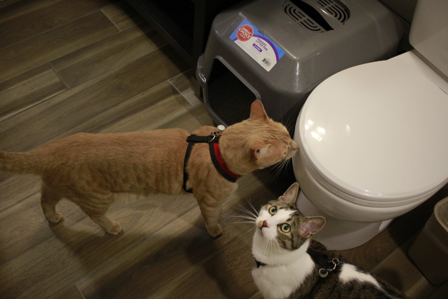 Fish and Chips the cats standing by their litter box in a hotel bathroom