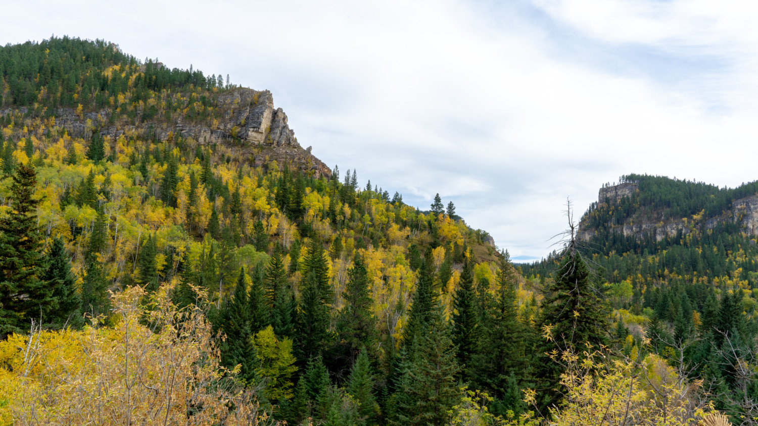 Colorful aspens and pines in Spearfish Canyon, South Dakota