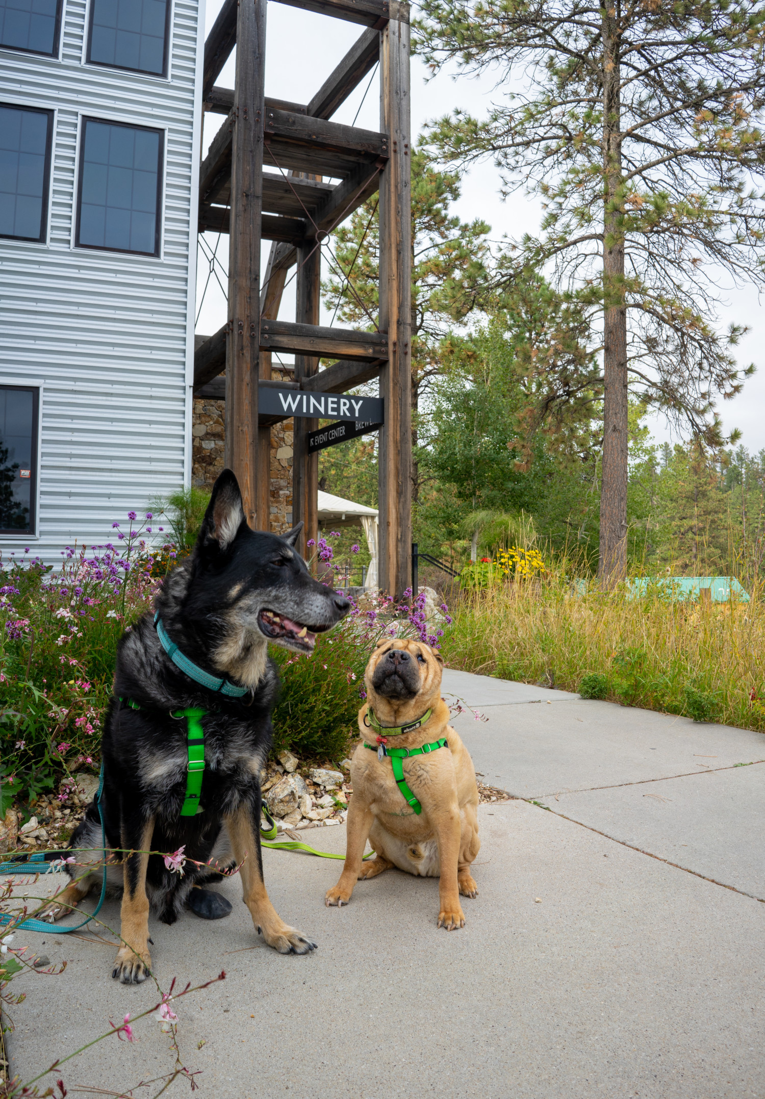 Buster the German Shepherd from GoPetFriendly.com at the pet-friendly disc golf course at Angostura Recreation Area in the Black Hills of South Dakota