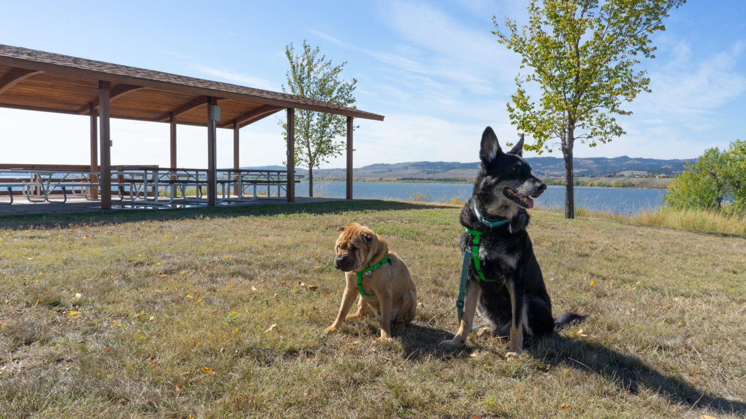 Ty the Shar-pei and Buster the German Shepherd from GoPetFriendly.com at the pet-friendly picnic area at Angostura Recreational Area in South Dakota's Black Hills