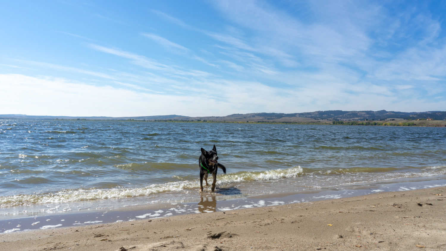 Buster the German Shepherd from GoPetFriendly.com leash-free on the pet-friendly beach at Angostura Recreation Area, SD