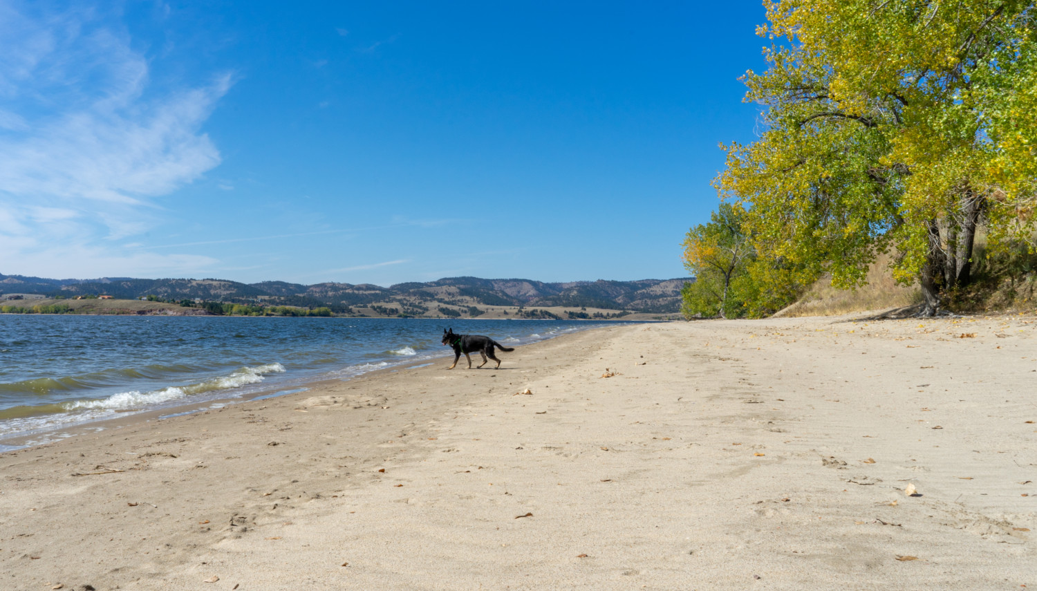 Ty the Shar-pei and Buster the German Shepherd from GoPetFriendly.com on the pet-friendly beach at Angostura Recreation Area, SD