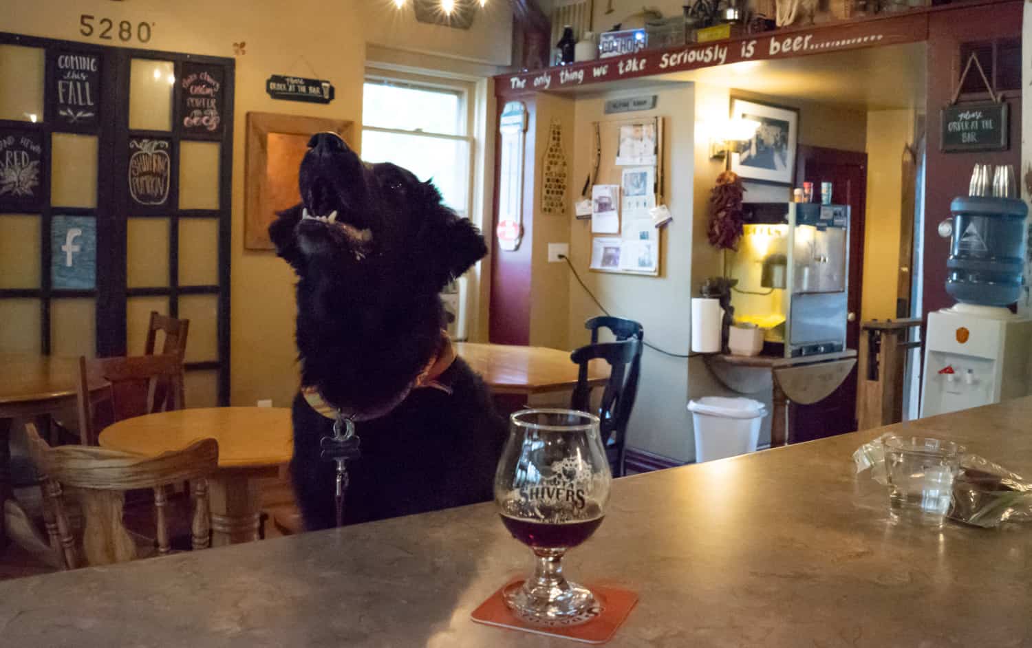 A black dog sits on a bar stool at pet-friendly Dakota Shivers Brewing in Lead, CO