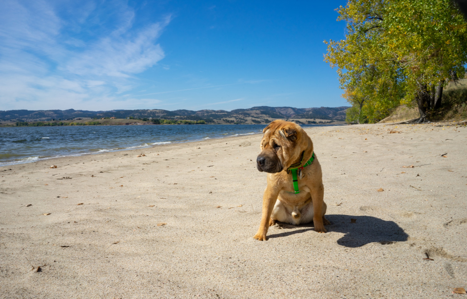 Ty the Shar-pei from GoPetFriendly.com on the pet-friendly beach at Angostura Recreation Area, SD