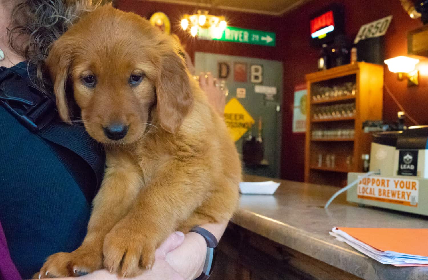 Golden Retriever puppy at pet-friendly Dakota Shivers Brewing in Lead, CO