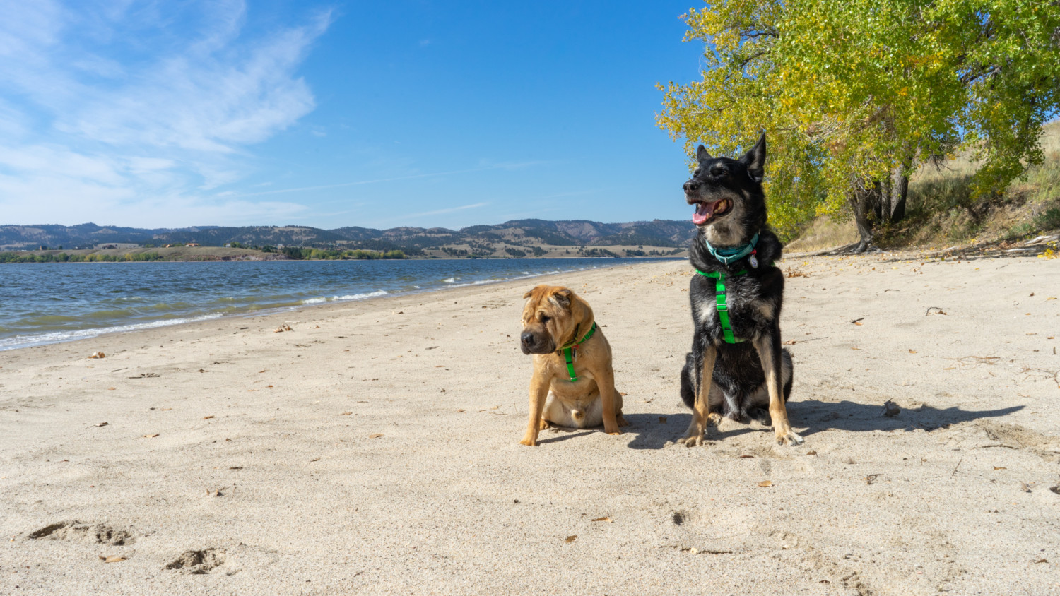 Ty the Shar-pei and Buster the German Shepherd from GoPetFriendly.com on the pet-friendly beach at Angostura Recreation Area, SD