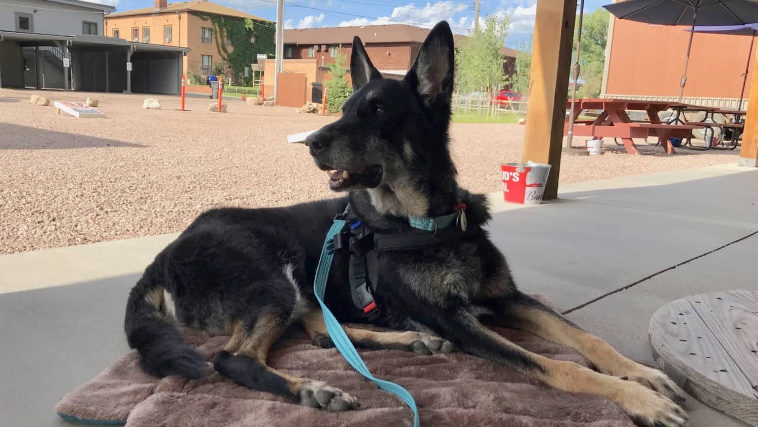 A German Shepherd dog at pet friendly Custer Beacon in the Black Hills