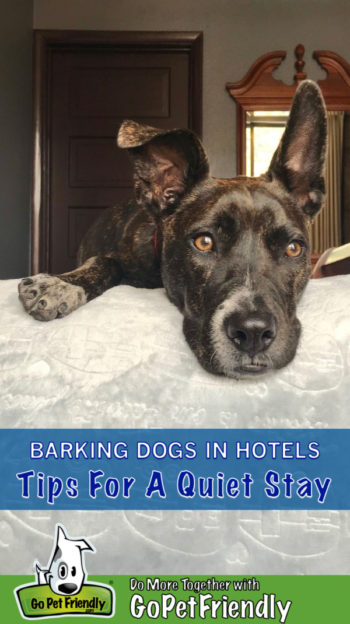 Brindle dog laying on a bed in a pet friendly hotel