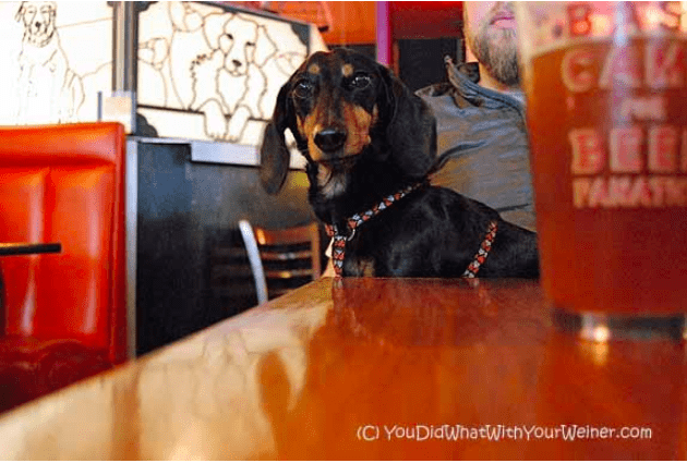 Chester the dachshund at Norm's Restaurant in Seattle, WA