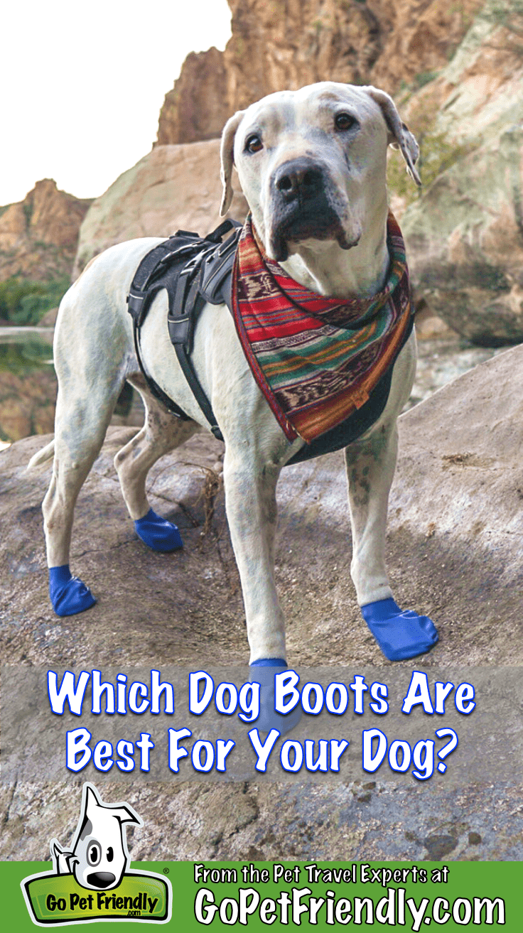 Cool Whip the dog hiking a pet-friendly trail in blue dog boots
