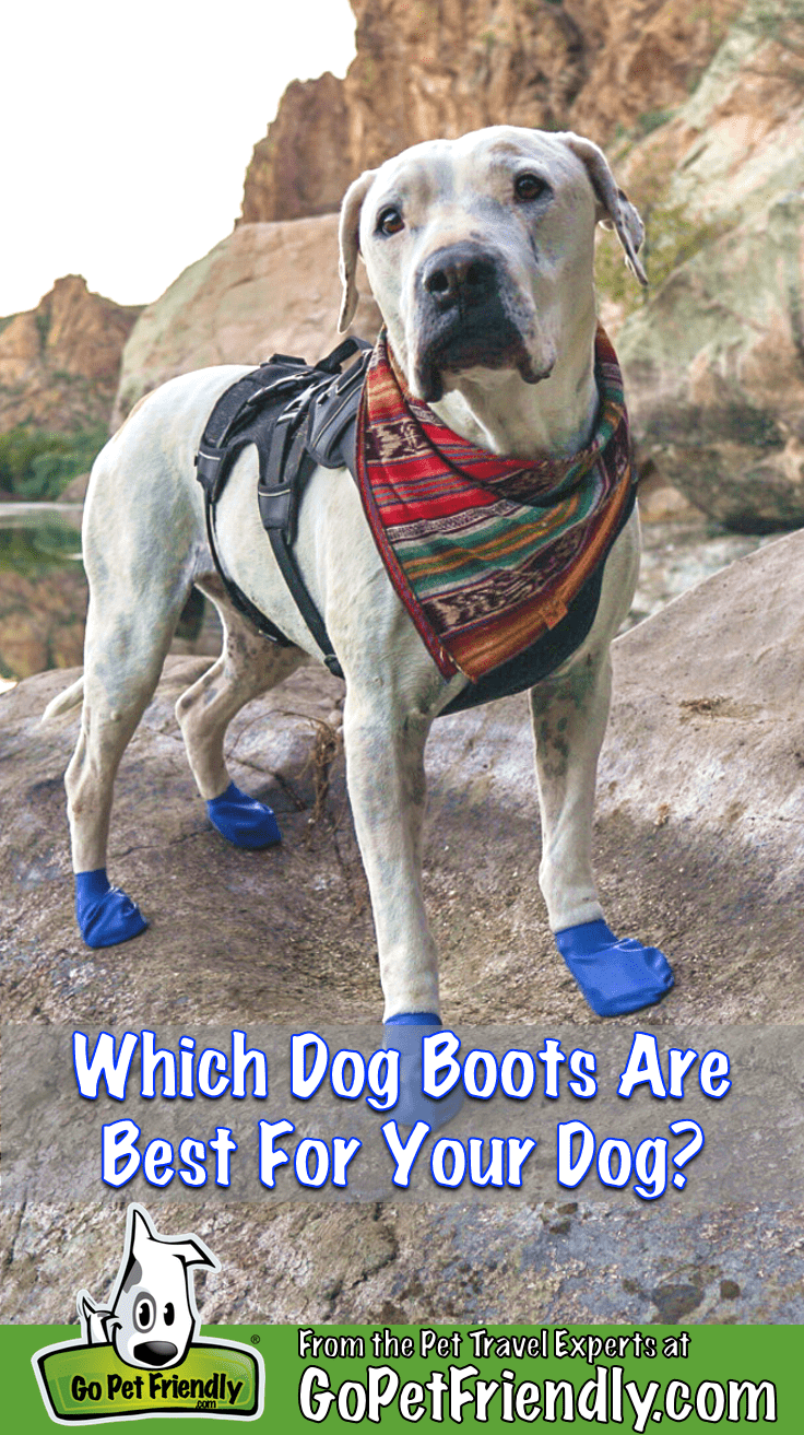 Which Dog Boots Are Best For Your Dog?