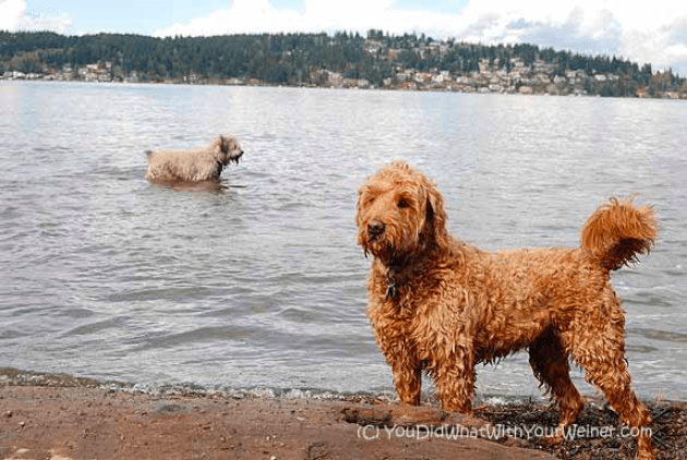 Labradoodle on dog-friendly beach in Seattle, WA