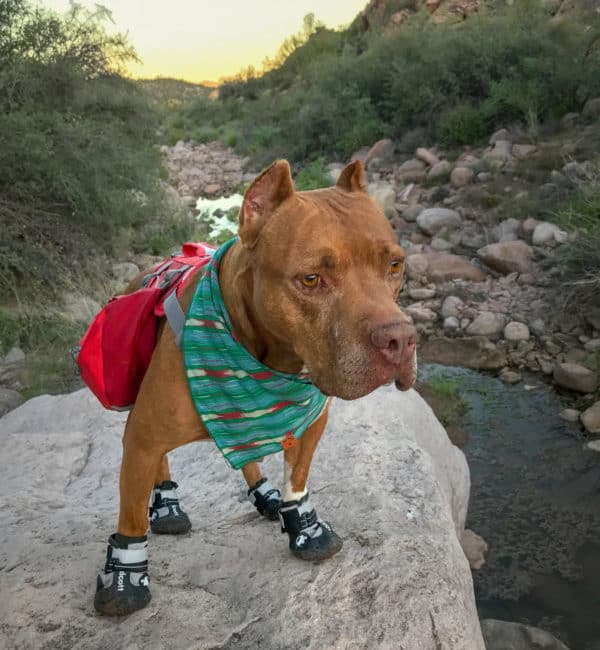 Hercules the dog standing on a rock wearing Alcott's Adventure Boots for dogs