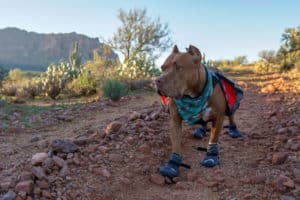 Hercules the dog on a pet-friendly, rocky trail wearing Hurtta's Outback Boots for dogs