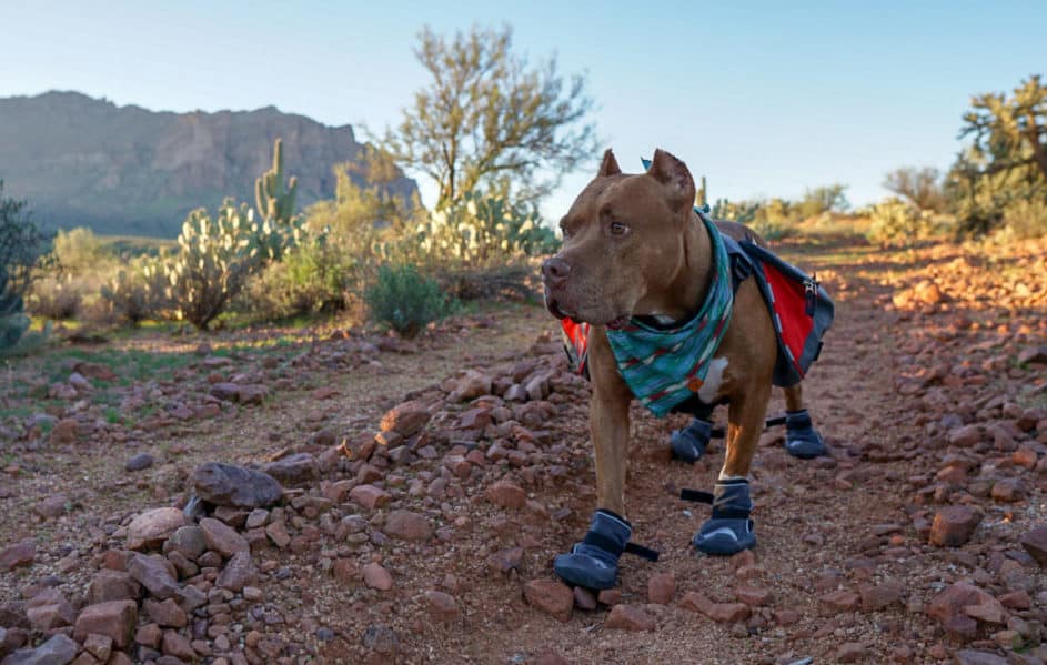 Hercules the dog on a pet-friendly, rocky trail wearing Hurtta's Outback Boots for dogs